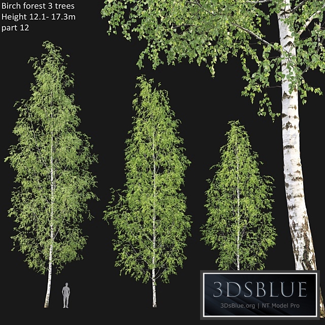 Birch forest part 12