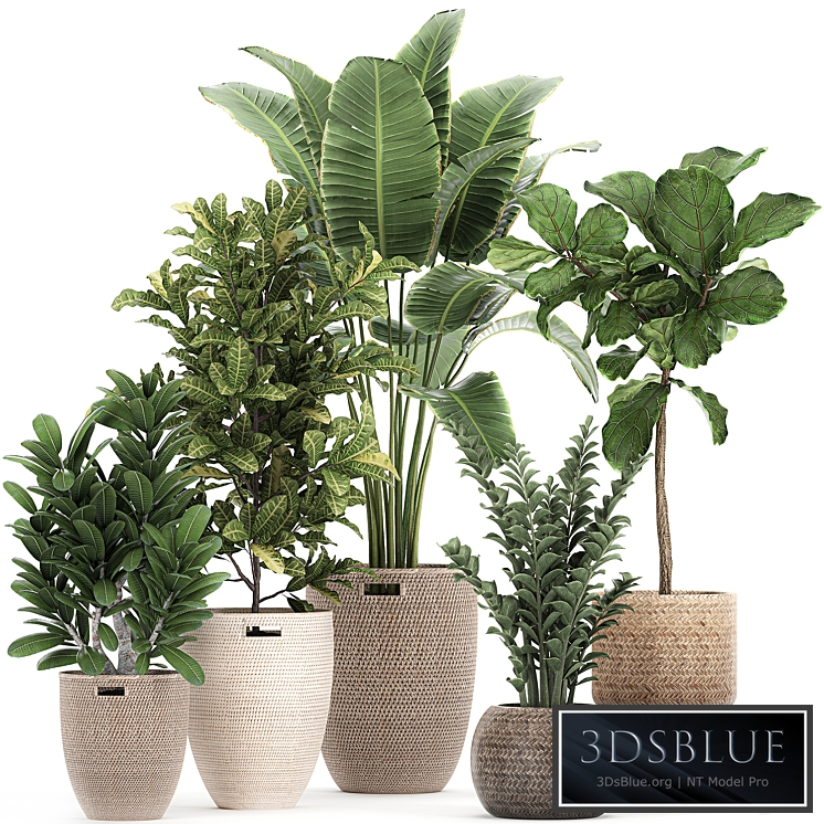 Plant collection 782. Basket, rattan, ficus, croton, banana, Zamioculcas, rattan, eco design, Scandinavian style, decorative, interior, tree, Strelitzia, Lyrata