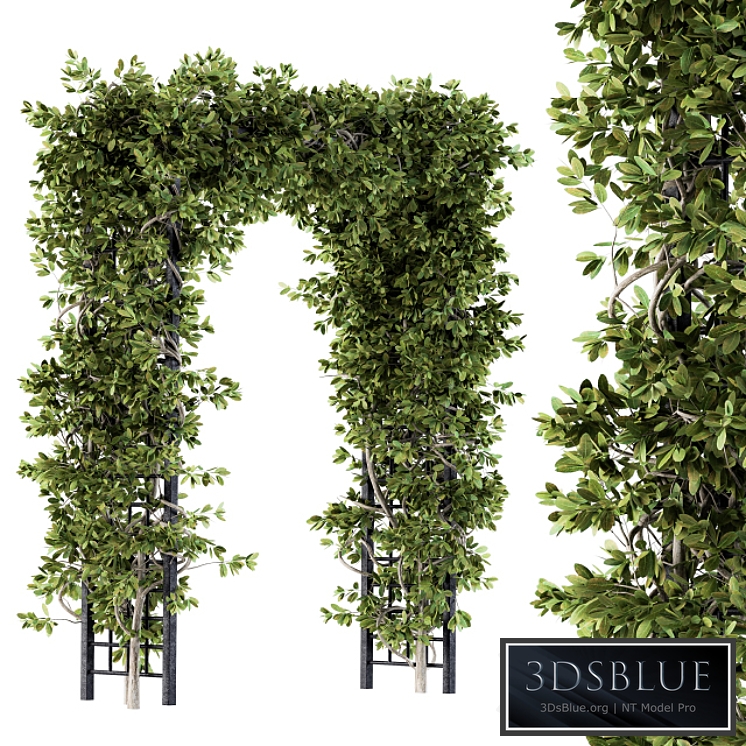 Outdoor Plant Set 121 - Pergola Ivy