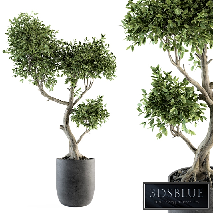 Plant Big Bonsai Indoor Plants 110