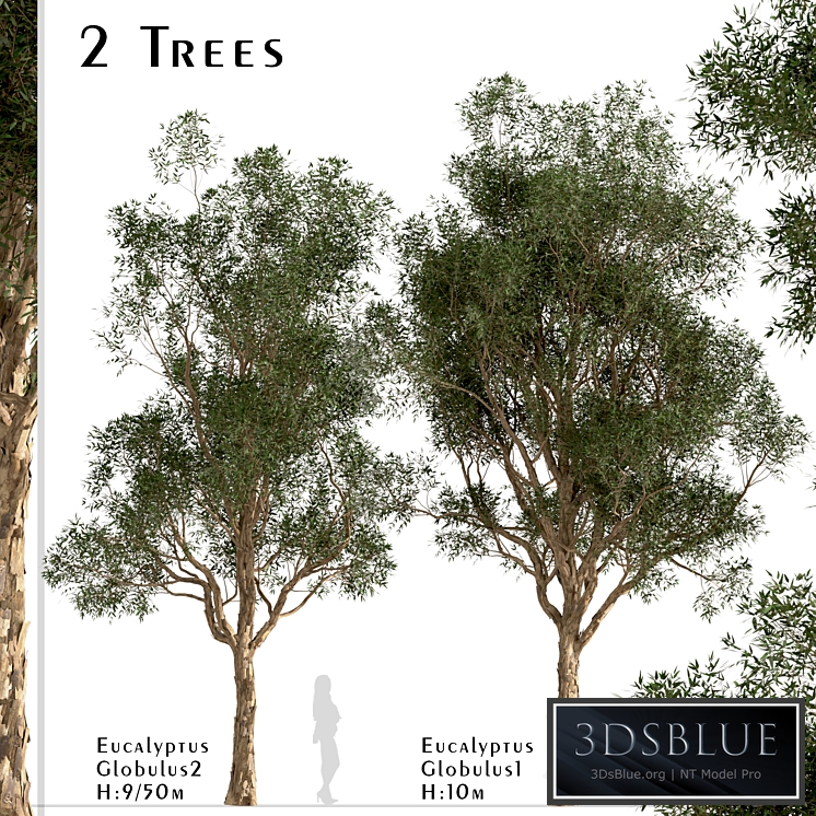Set of Eucalyptus Globulus Trees (Blue gum) (2 Trees)