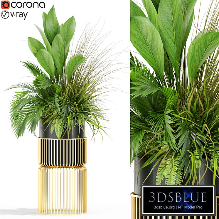 Plants collection 433