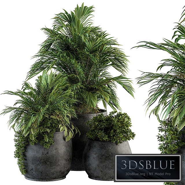 indoor Plant Set 113 - Black Pot