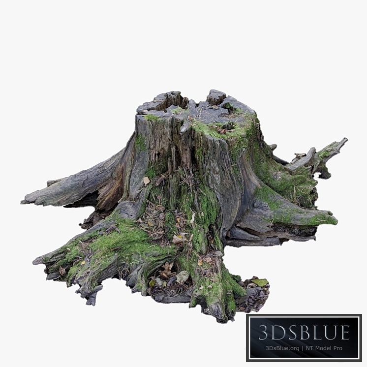 Large tree stump