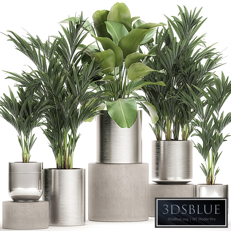 Plant collection 785. Howea, metal flowerpot, pot, chrome, palm, office plants, pot, interior, Howea forsteriana, luxury, decorative, Calathea lutea