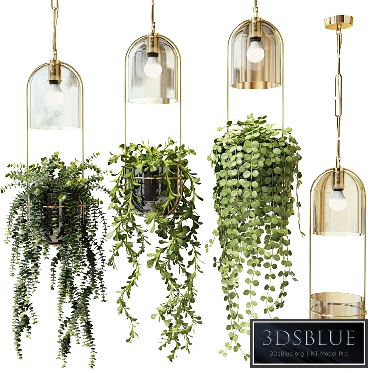 Ampel plants in hanging pots lamps - set 2