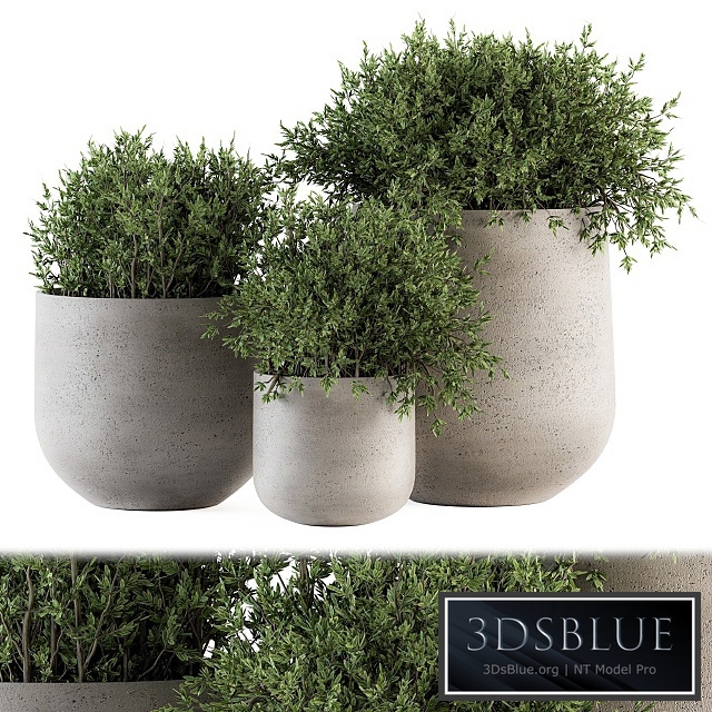 Outdoor Plants tree in Concrete pot - Set 125