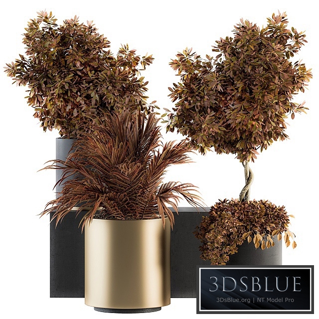 indoor Plant Set 91 - Black and Gold (Red Plant)