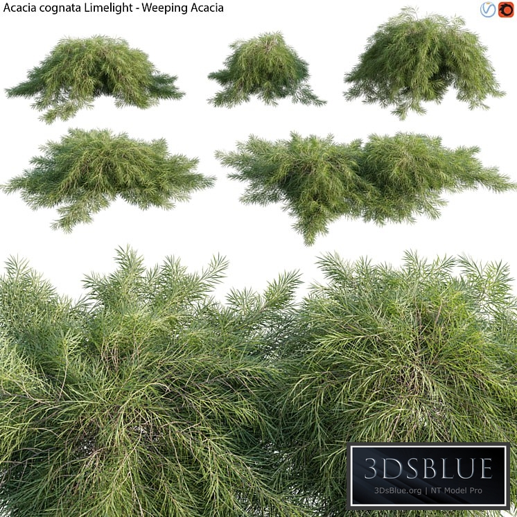 Acacia cognata Limelight - Weeping Acacia - 01