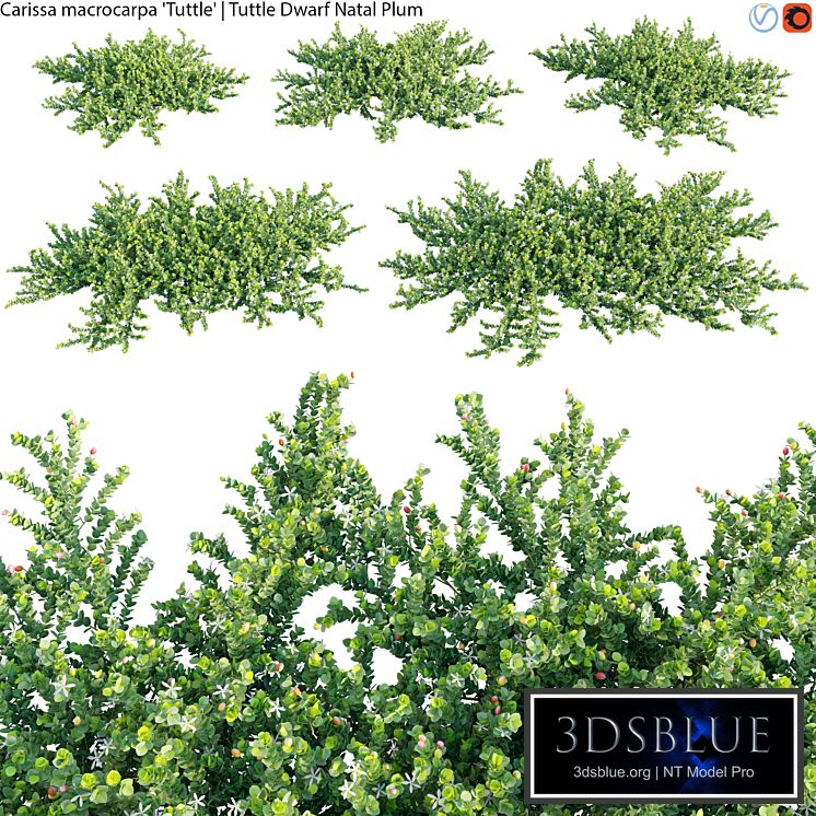 Carissa macrocarpa - Tuttle Dwarf Natal Plum - 01