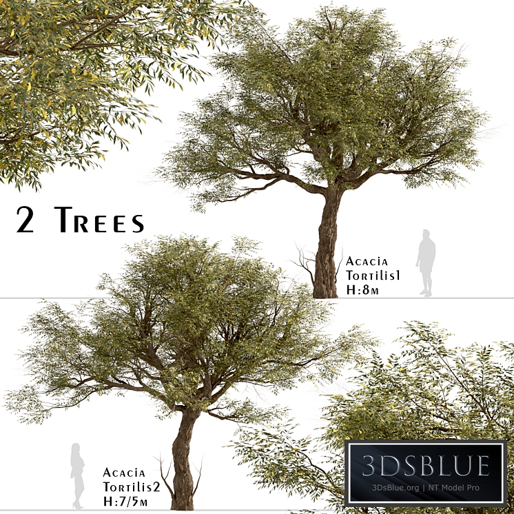 Set of Acacia Tortilis Trees (Vachellia tortilis) (2 Trees)
