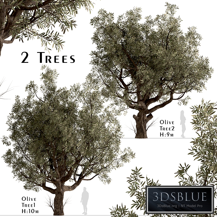 Set of Olive Trees (Olea Europaea) (2 Trees)