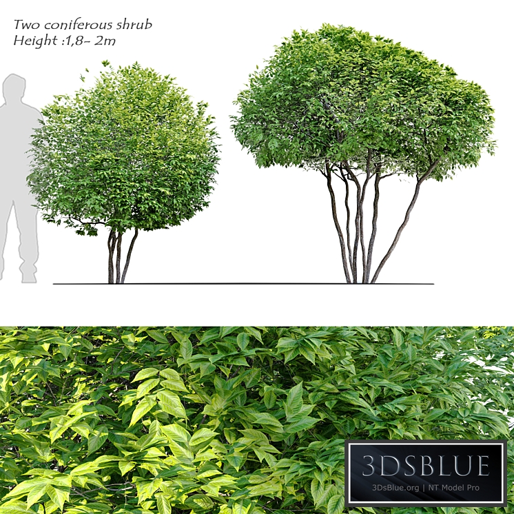 Two coniferous shrub
