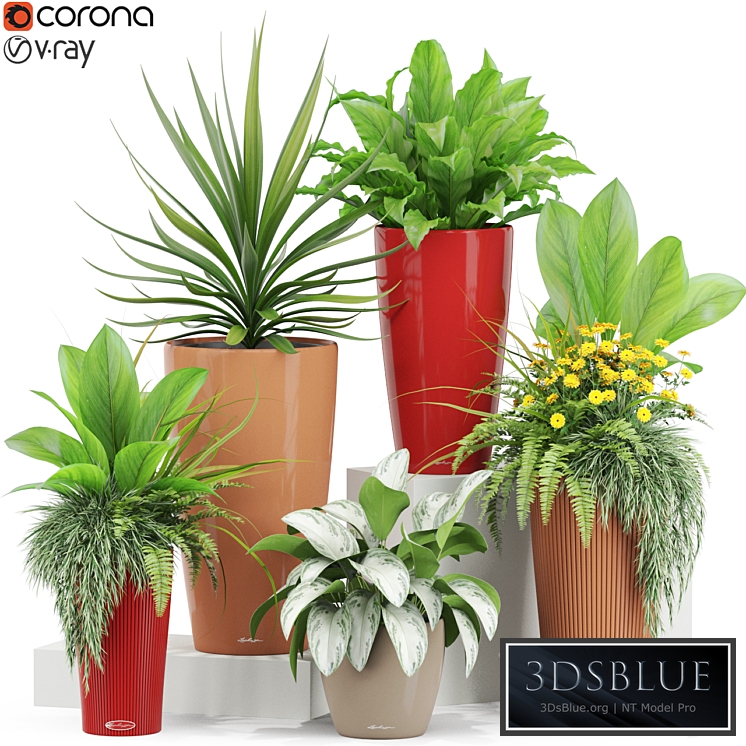 Plants collection 436