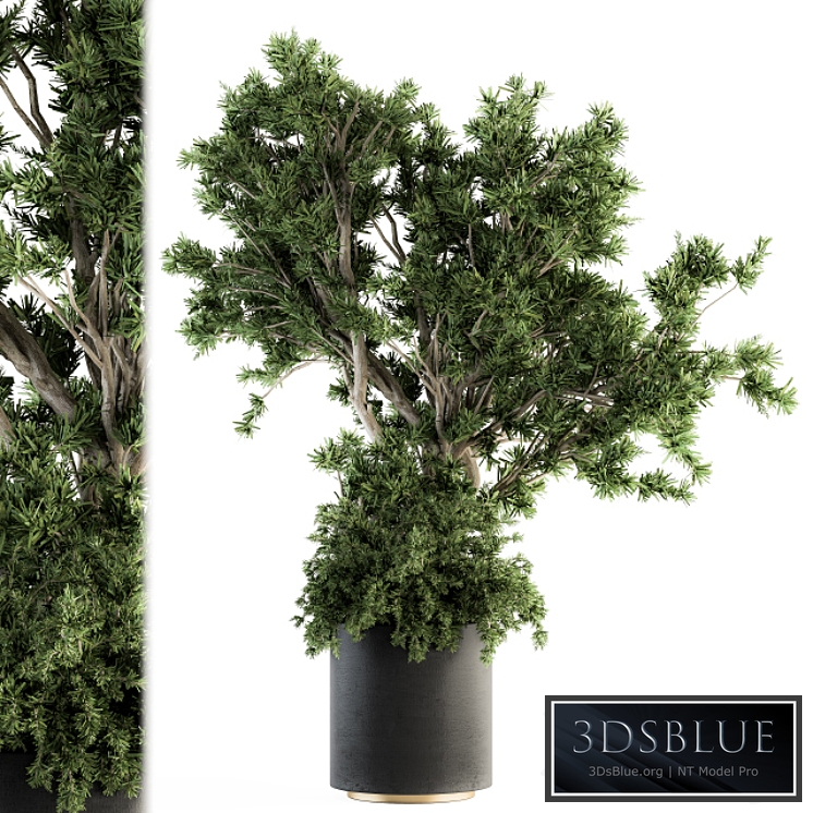Outdoor Plants tree in Concrete Pot - Set 130