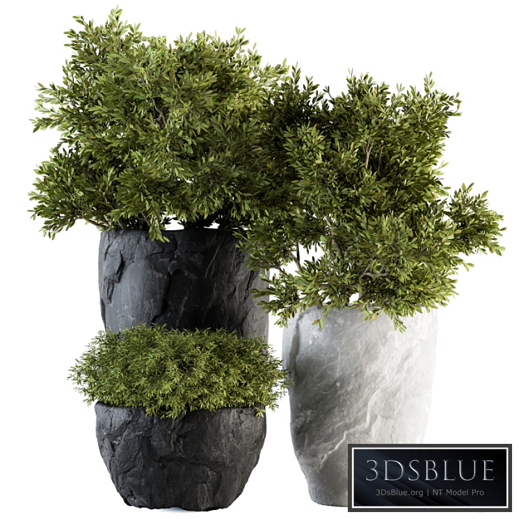 Outdoor Plants tree in Rock Pot - Set 136