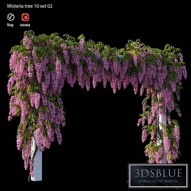 wisterial tree 10 set 02