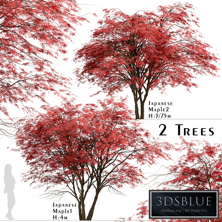 Set of Japanese Maple Trees (Acer Palmatum) (2 Trees)