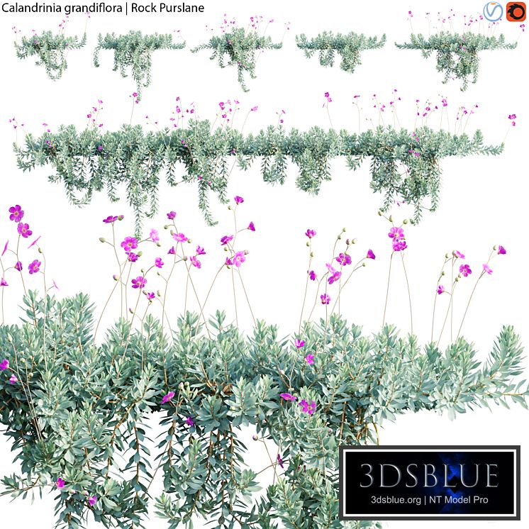 Calandrinia grandiflora - Rock Purslane - 02