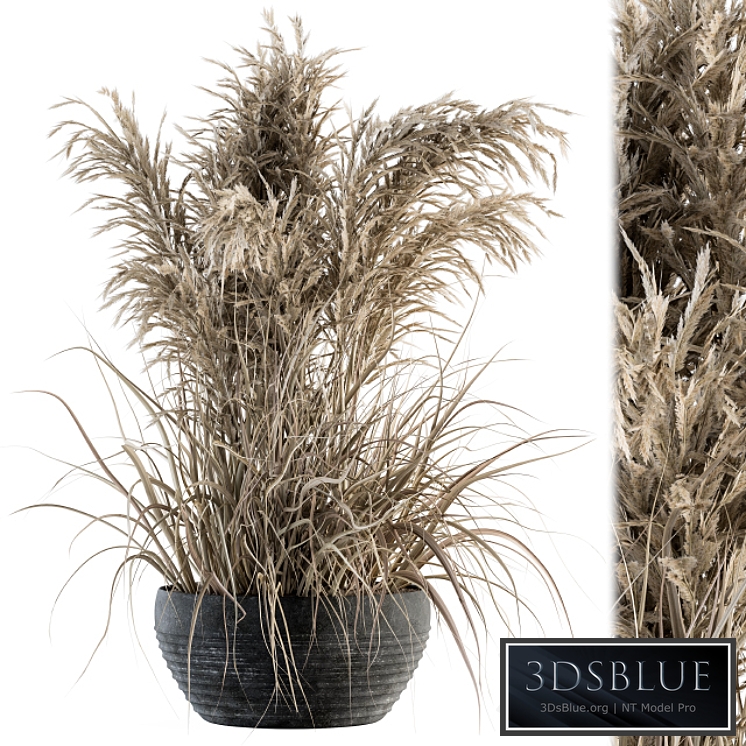 indoor Plant Set 114 - Dried Plant