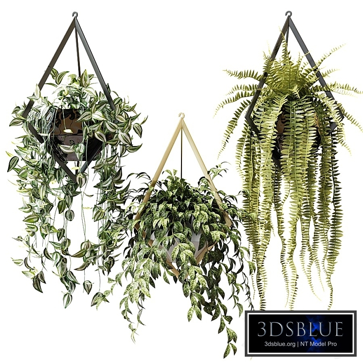 Ampel plants in hanging pots with rhombuses