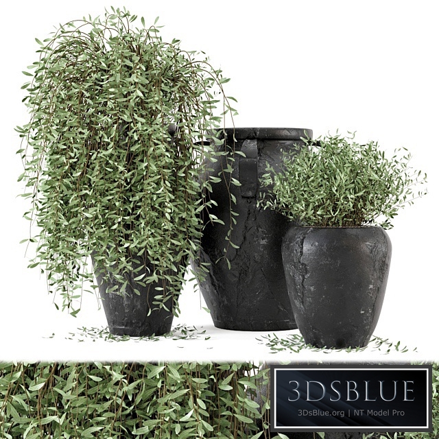 Outdoor Plants tree in rusty Concrete Pot - Set 2