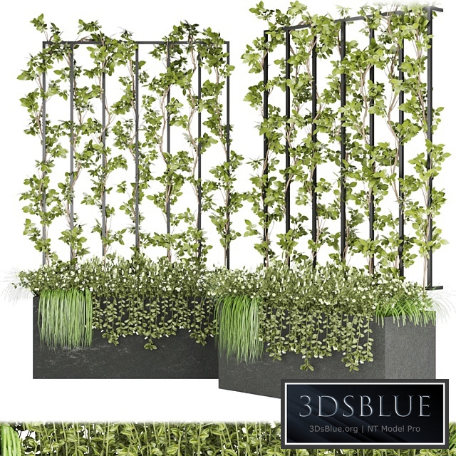 Collection plant vol 36