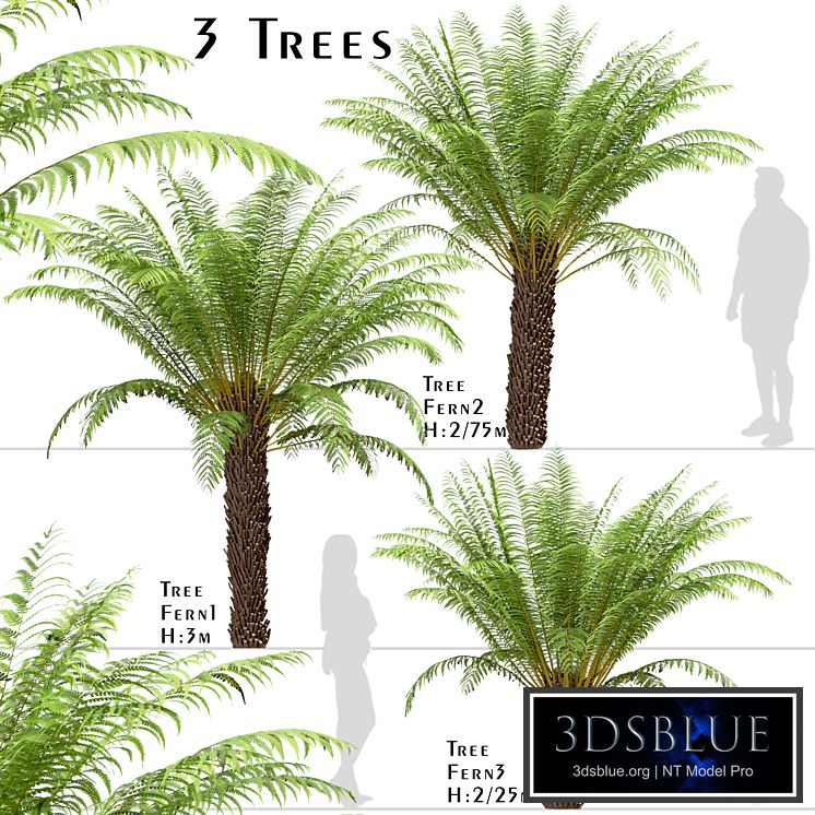 Set of Tree Fern Trees (Dicksonia antarctica) (3 Trees)