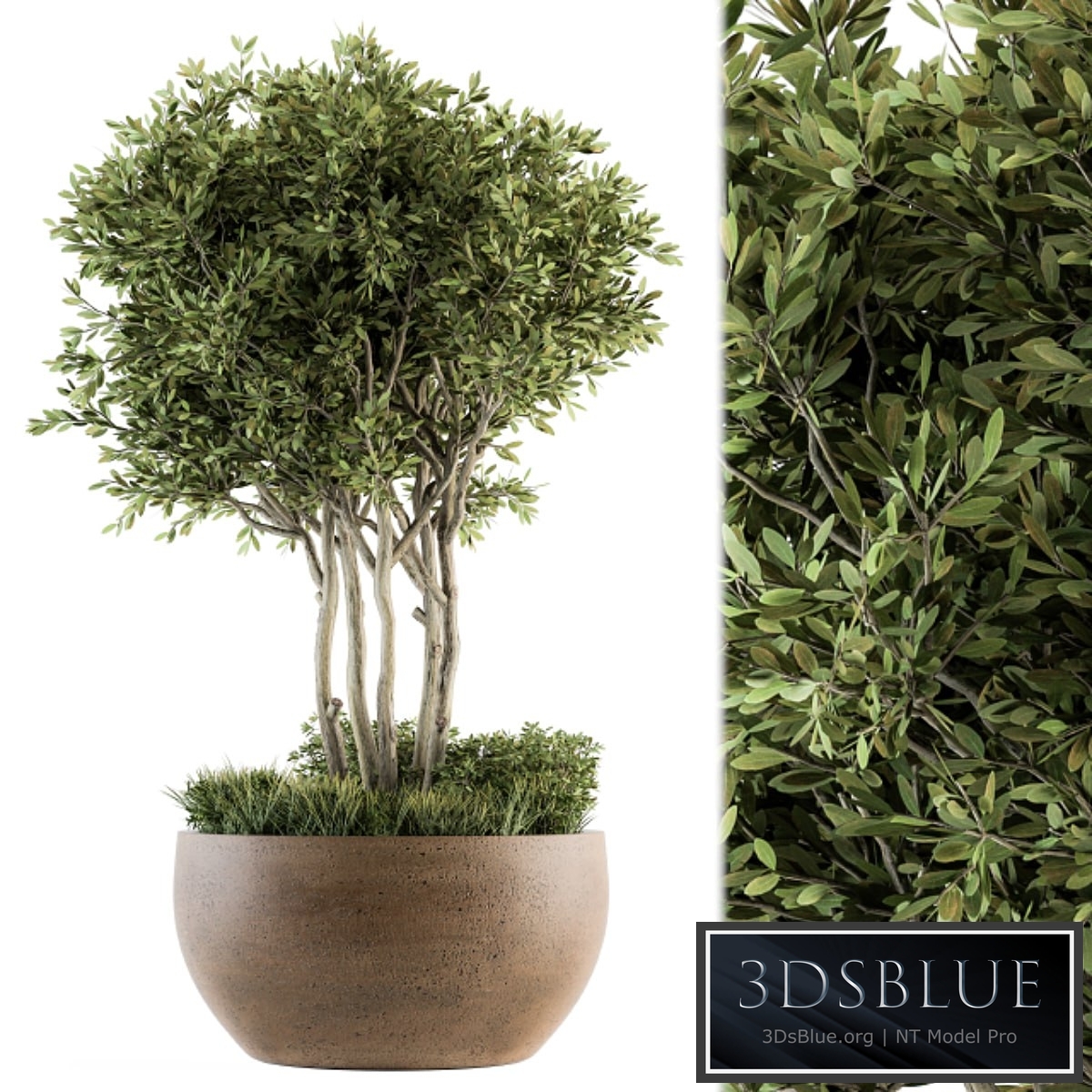 Outdoor Plants tree in Concrete Pot - Set 135