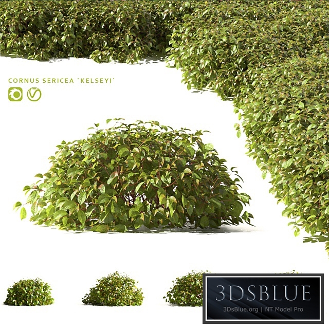 Dogwood offspring Kelsey | Cornus sericea Kelseyi