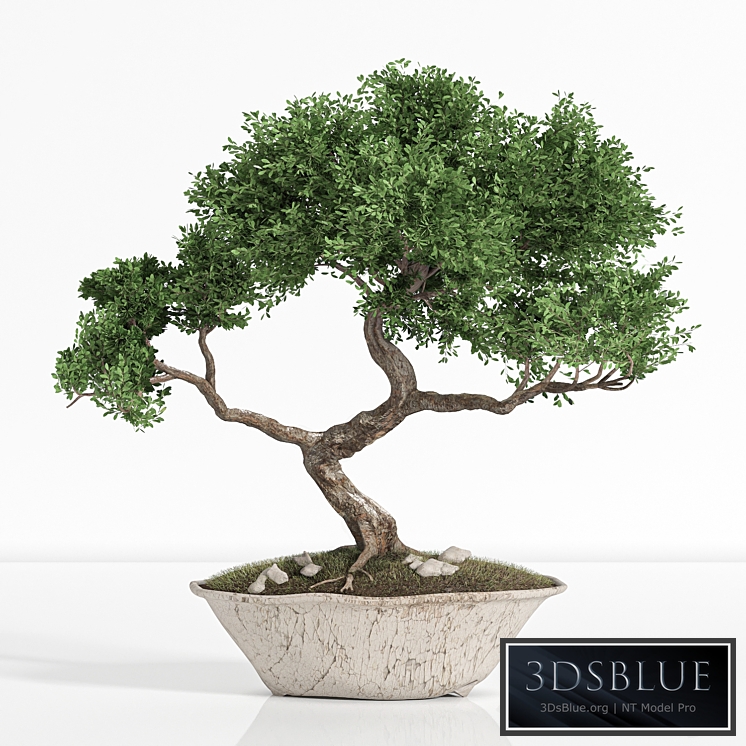 plant bonsai02