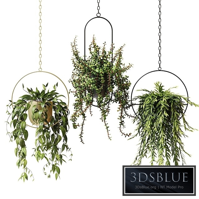 Ampel plants in hanging planters - set 13