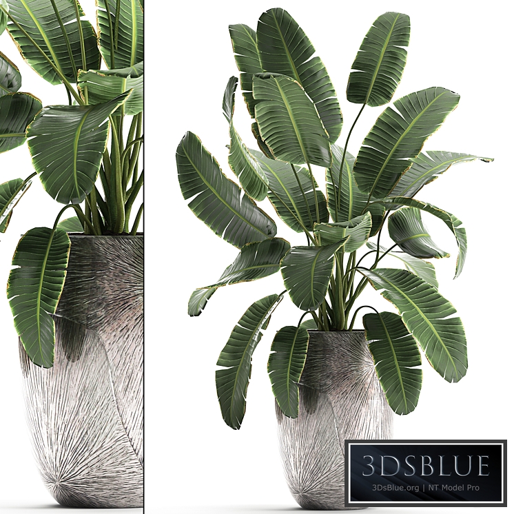 banana palm 794. Banana, strelitzia, luxury flowerpot, luxury decor, flower, pot, bush