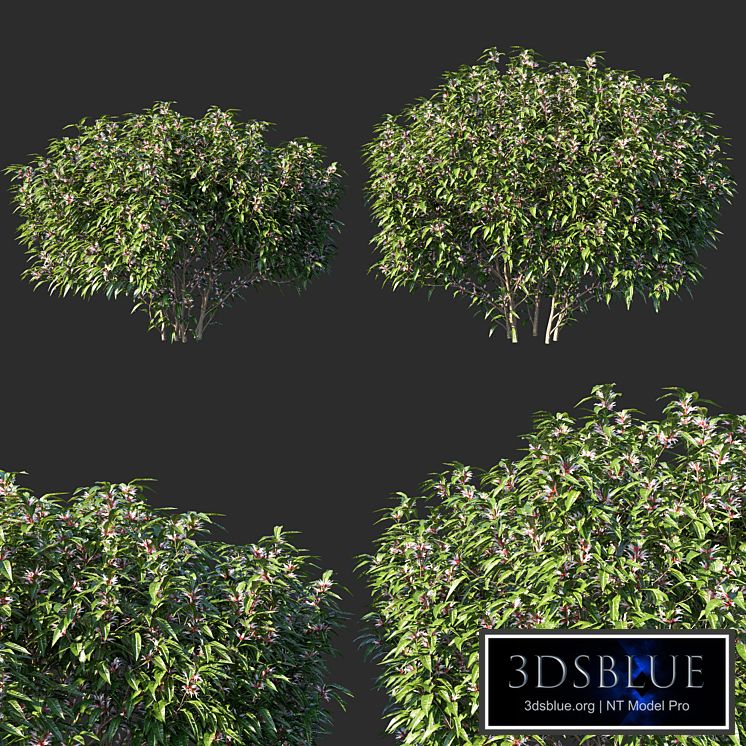 Sarcococca hookeriana Tree 02