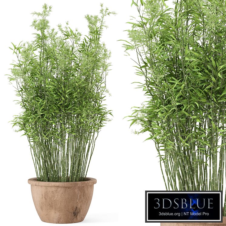 Outdoor Plants Bamboo in rusty Cly Pots - Set 10