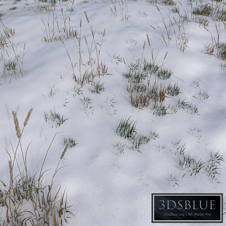 The grass under the snow