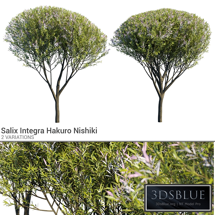 Salix Integra Hakuro Nishiki