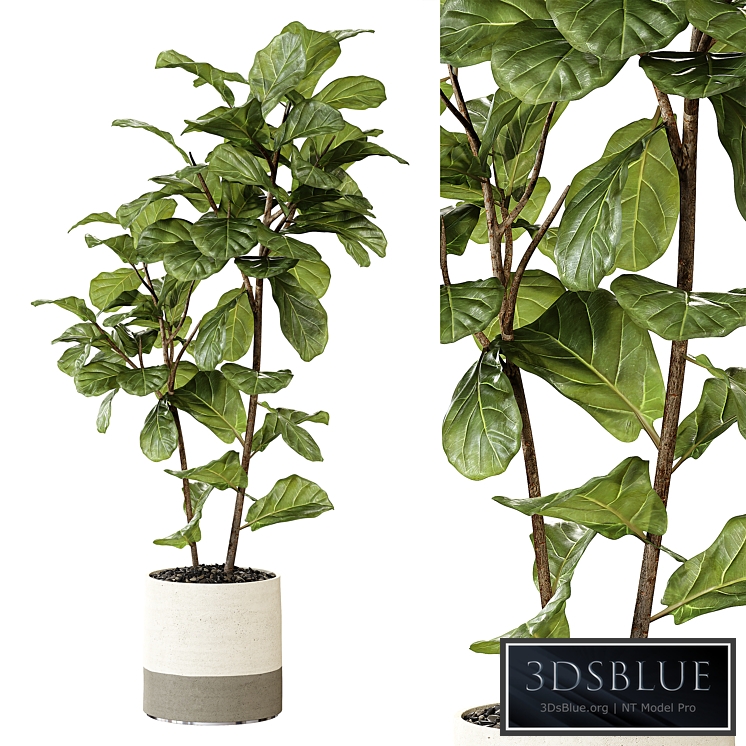 Ateliervierkant - Pot CL40 and Ficus Lyrata plant