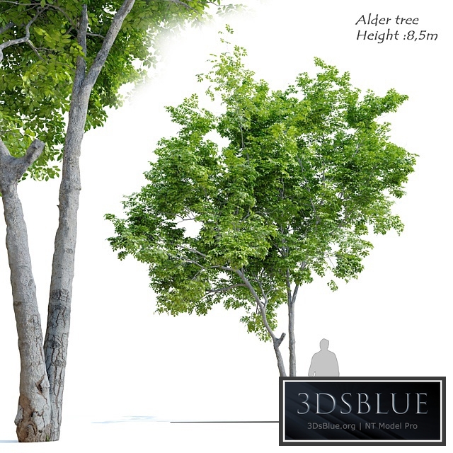 Red Alder (Alnus rubra)