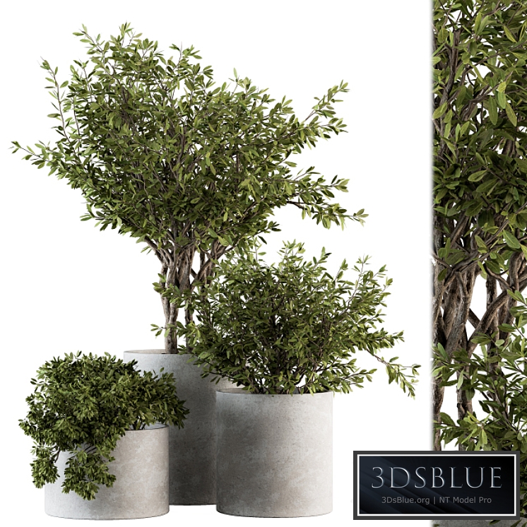 Outdoor Plants tree in Concrete Pot - Set 141