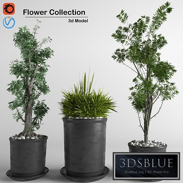 flower collection 3p