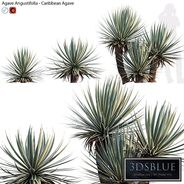 Agave Angustifolia - Caribbean Agave - 01
