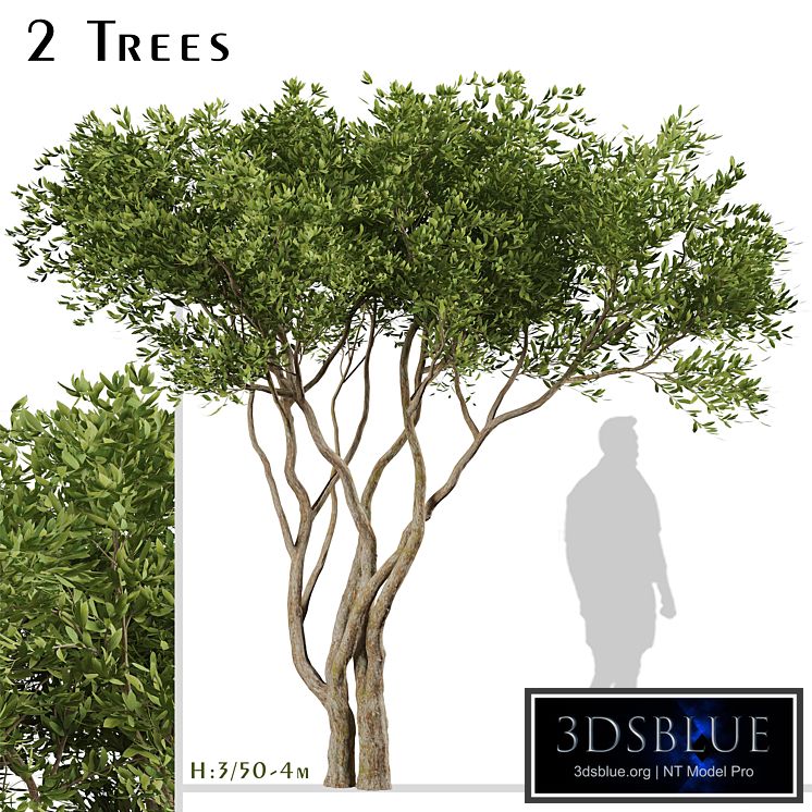 Set of Olive Trees (Olea Europaea) (2 Trees)