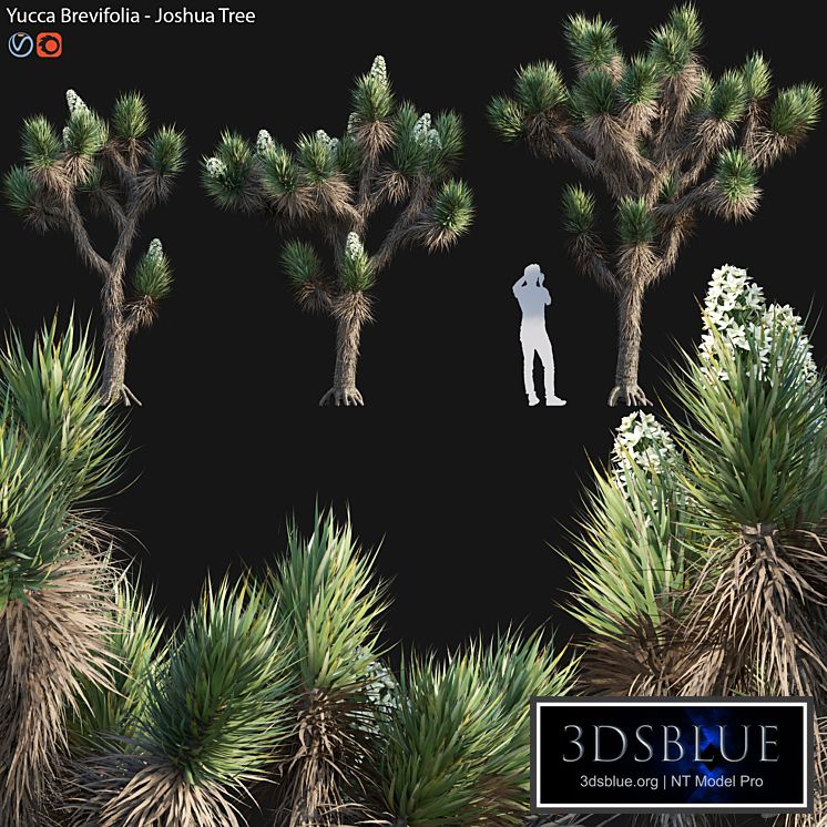 Yucca Brevifolia - Joshua Tree - 02