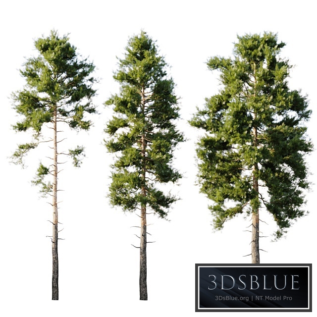 Pinus sylvestris 18m