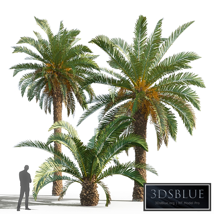 Phoenix canariensis (date canary)