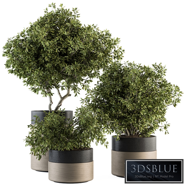 indoor Plant Set 130 - Tree in Pot