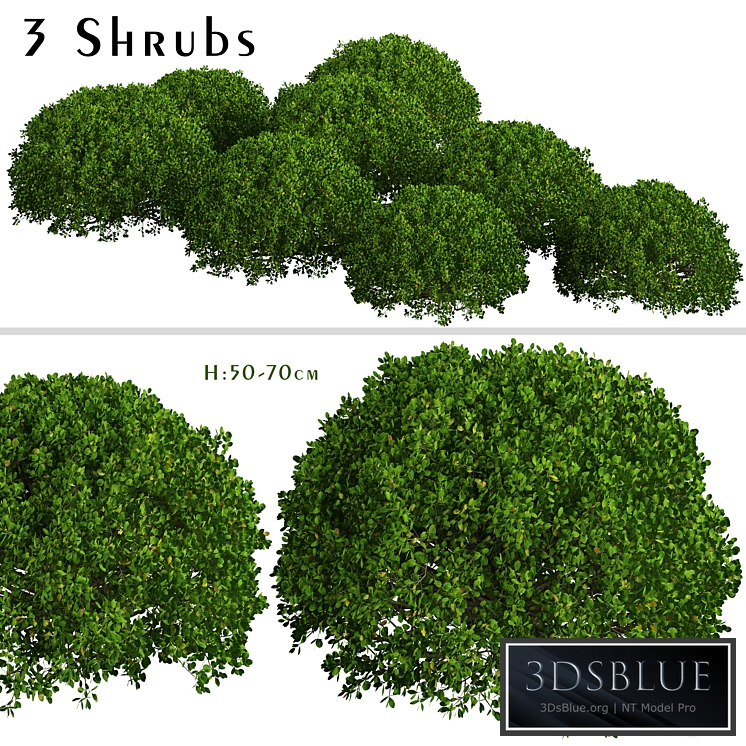 Set of Boxood Shrubs (Buxus) (3 Shrubs)