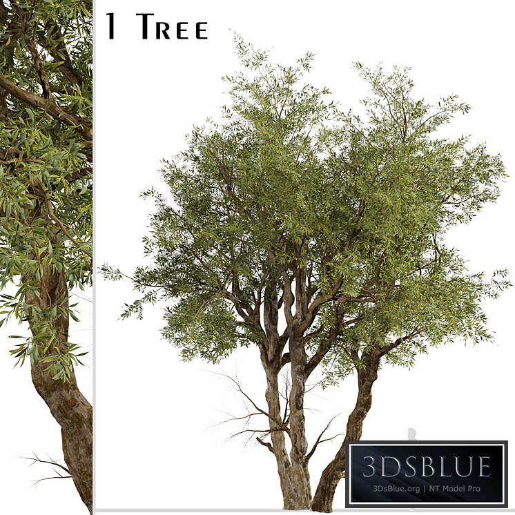 Eucalyptus Red Gum Tree (Eucalyptus camaldulensis) (1 Tree)