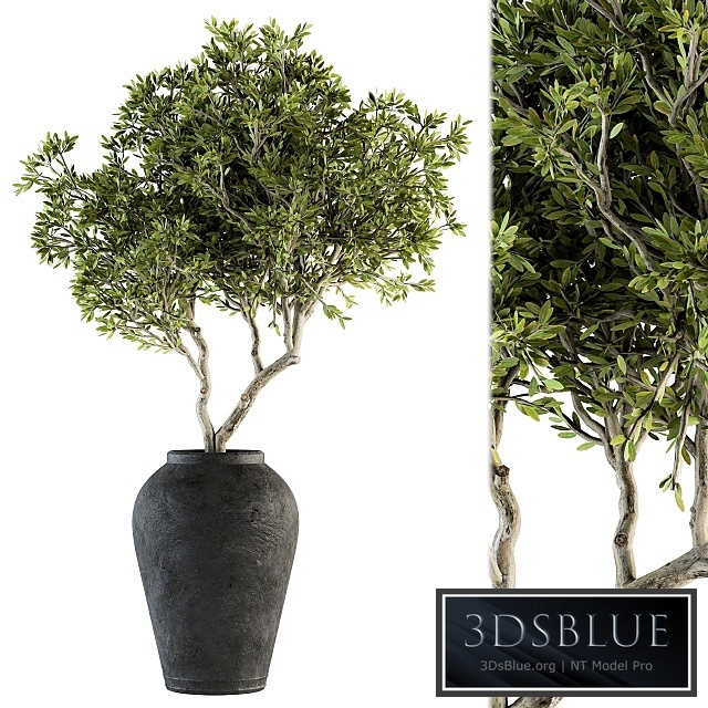 indoor Plant Set 128 - Tree in Pot